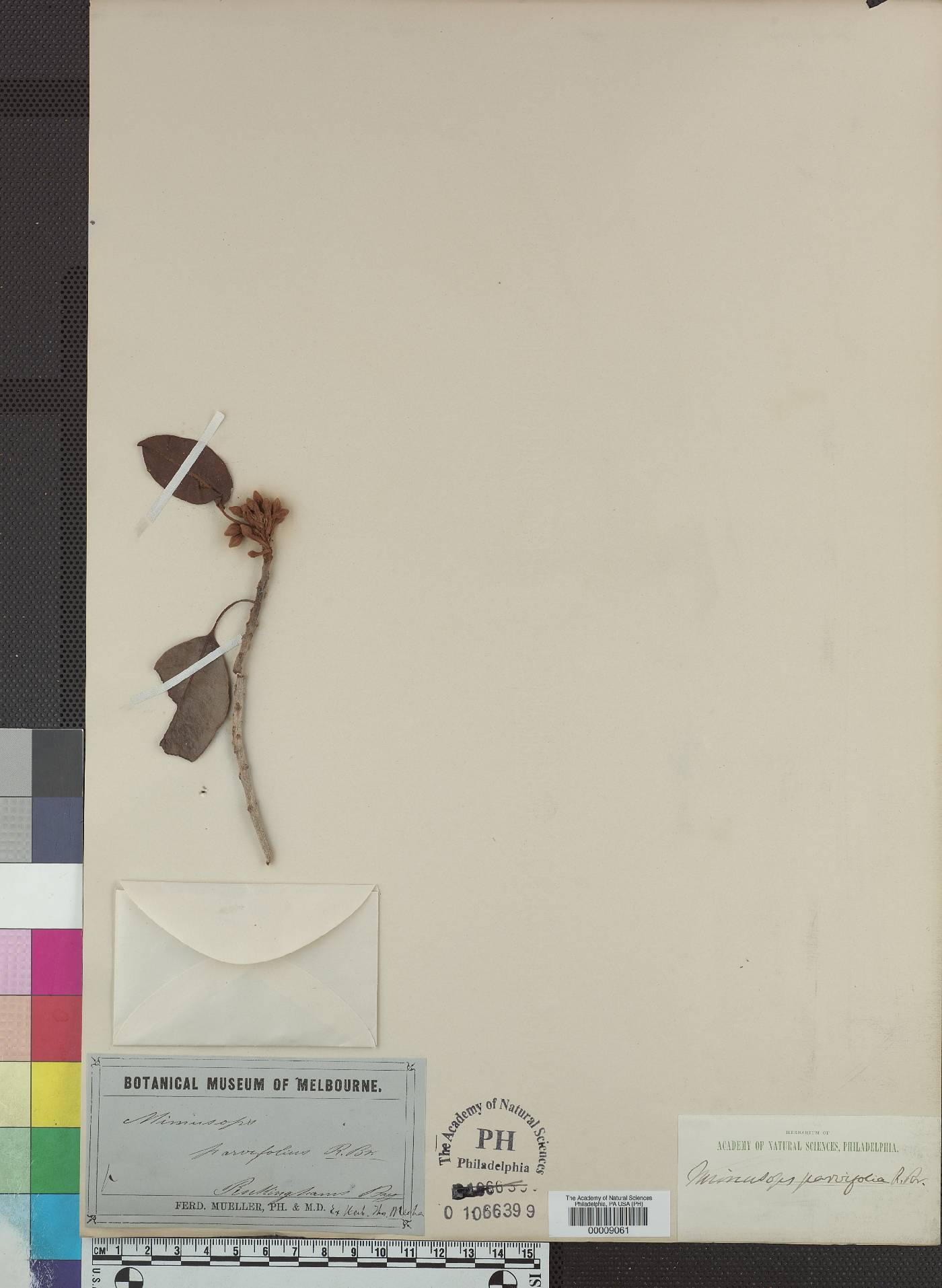 Mimusops parvifolia image
