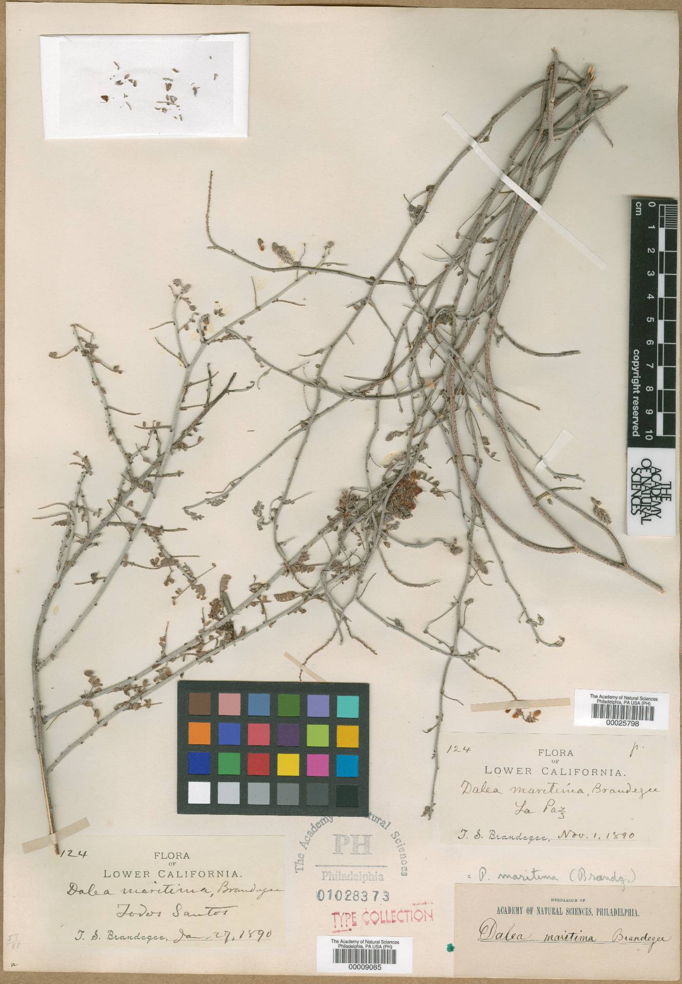 Dalea maritima image