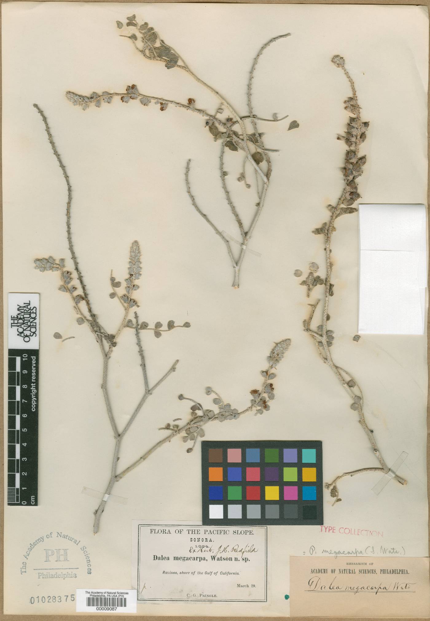 Dalea megacarpa image