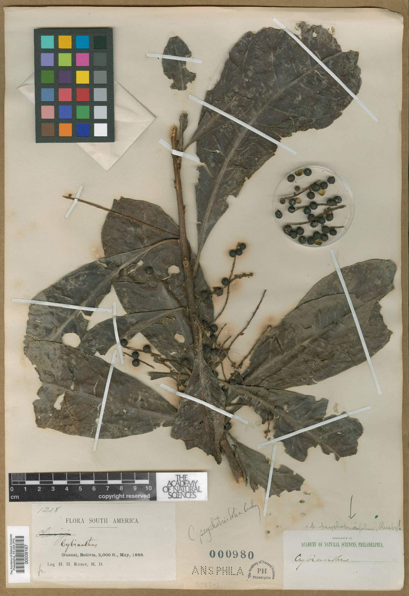 Cybianthus psychotriifolius image