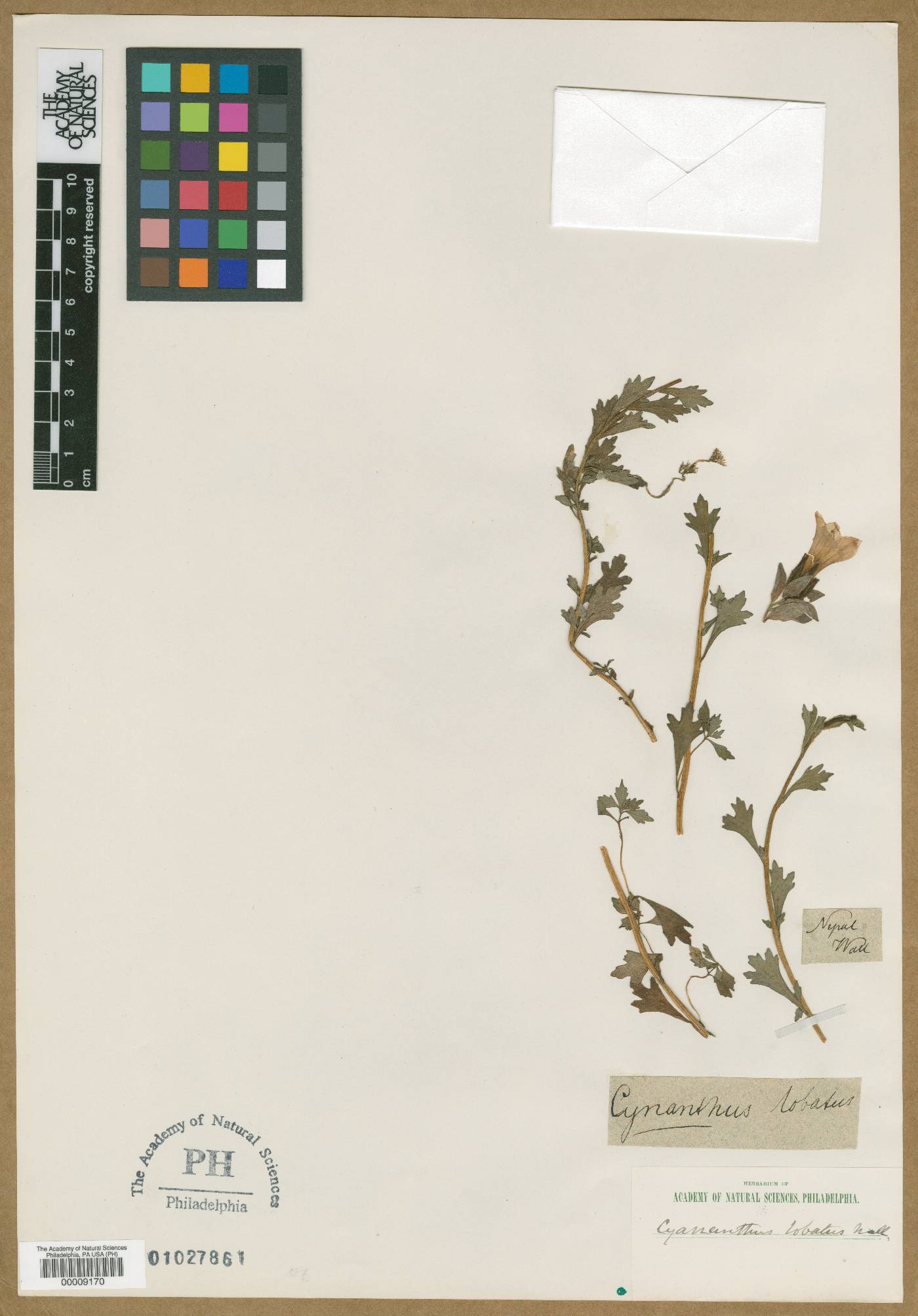 Cyananthus lobatus image