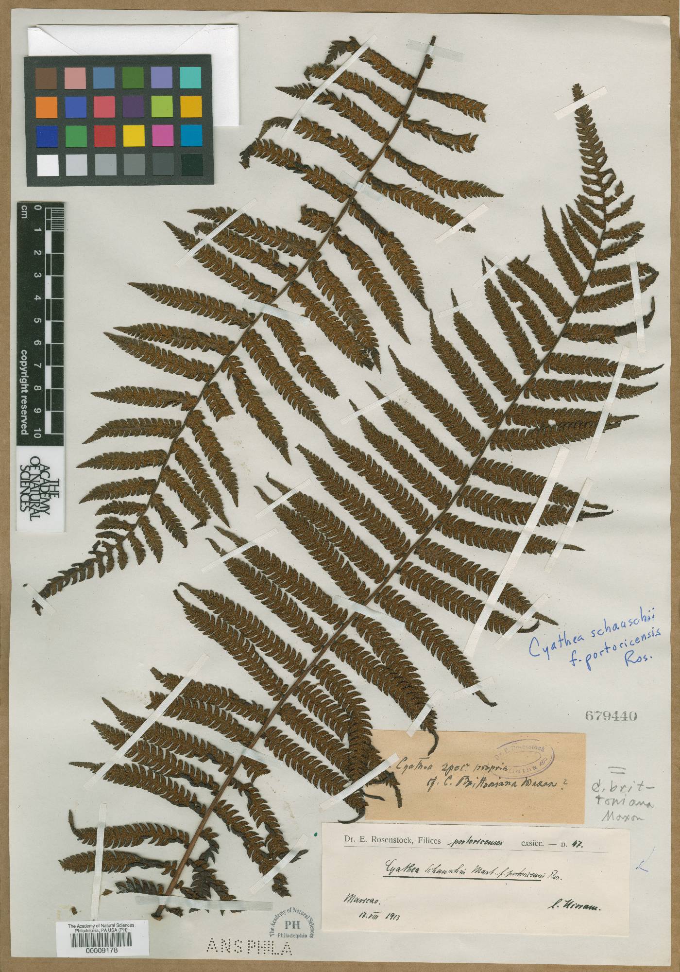 Cyathea brittoniana image