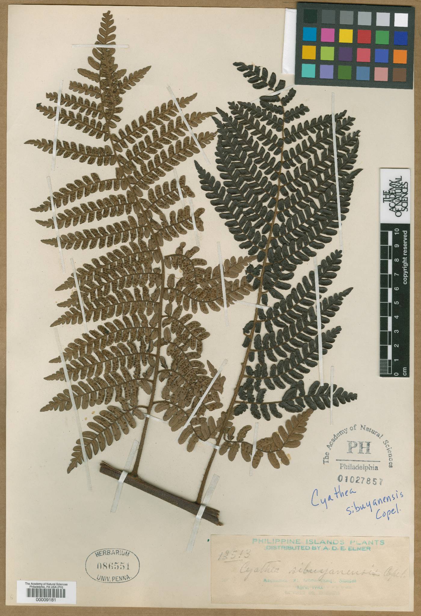 Cyathea sibuyanensis image