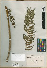 Cyathea incana image