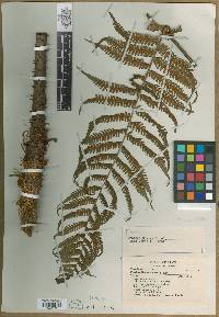 Cyathea mexiae image