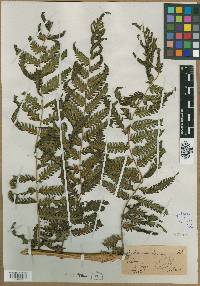 Cyathea pallescens image