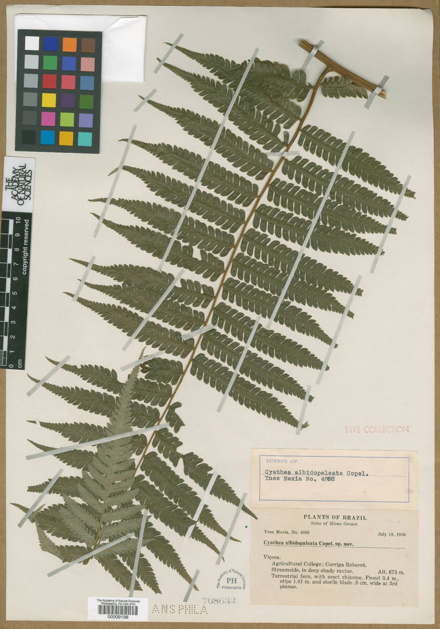 Cyathea albidopaleata image