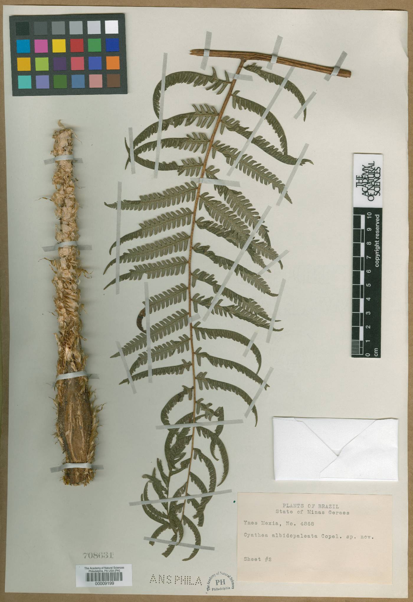 Cyathea albidopaleata image