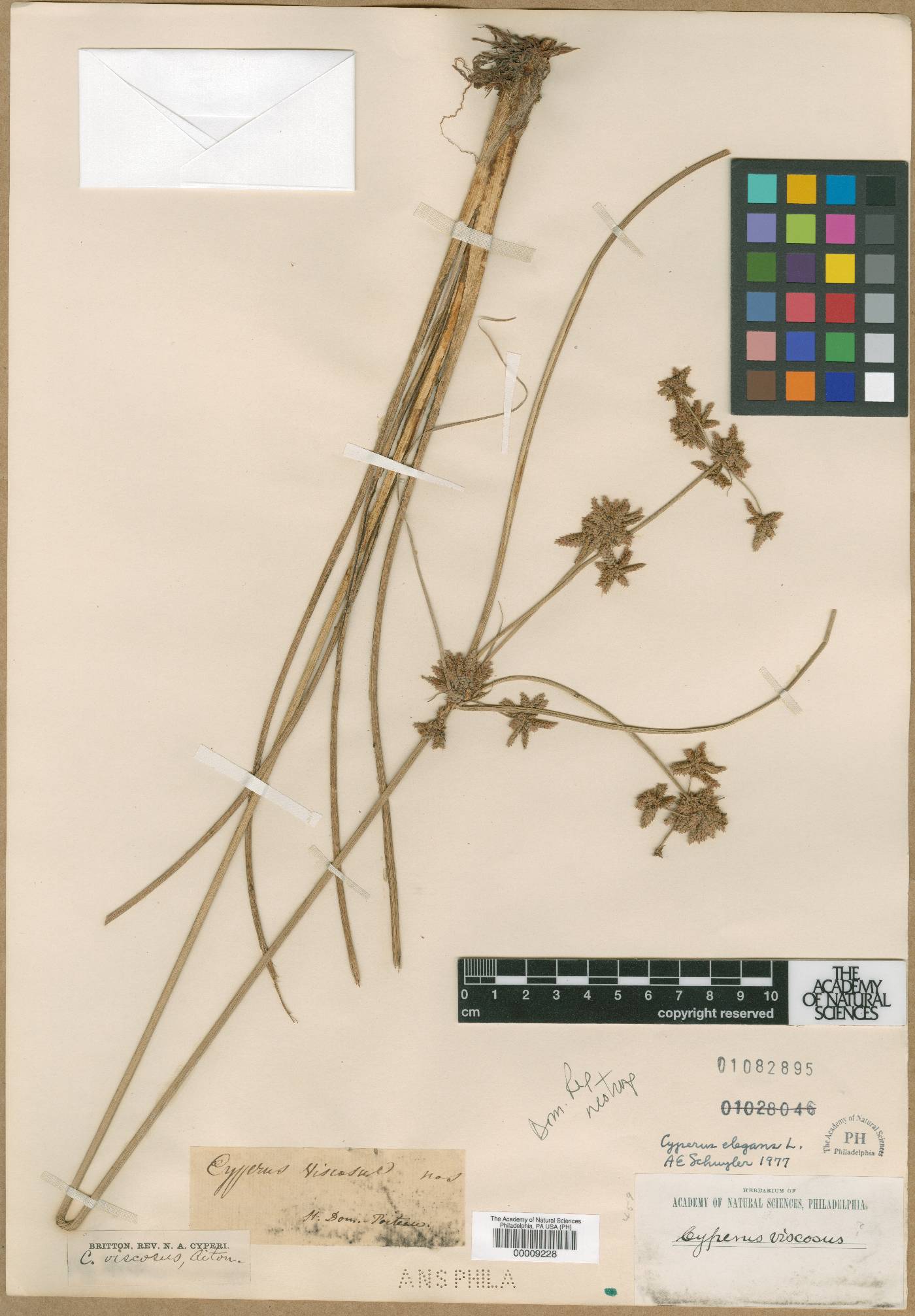 Cyperus elegans subsp. elegans image