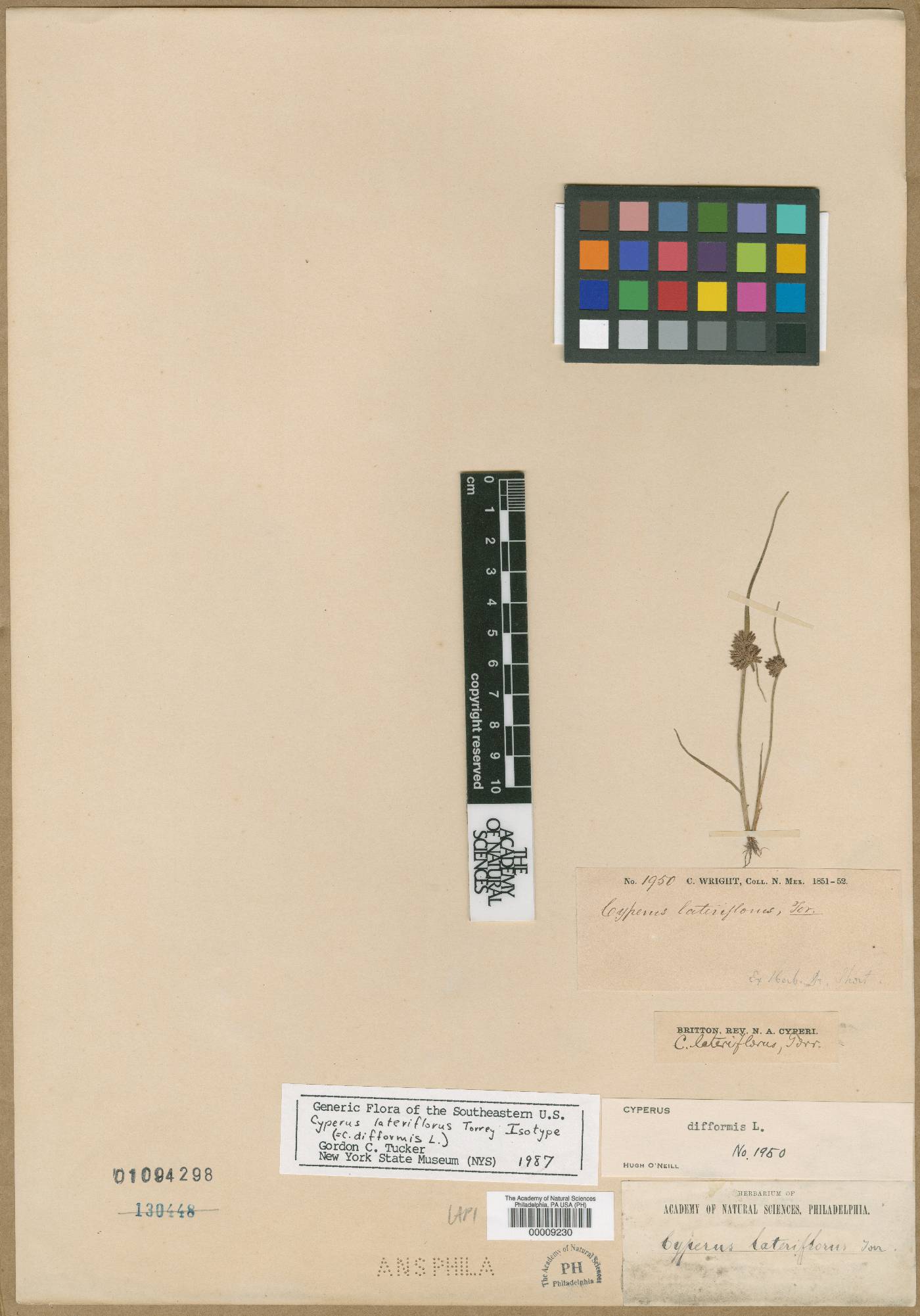 Cyperus longus subsp. longus image