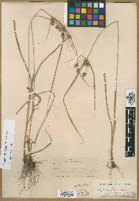 Cyperus dentoniae image