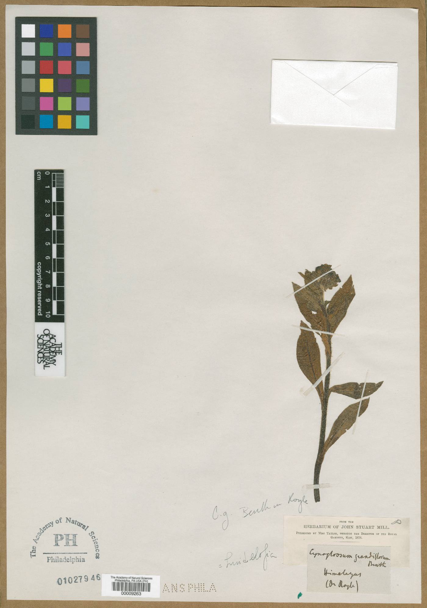 Lindelofia longiflora image