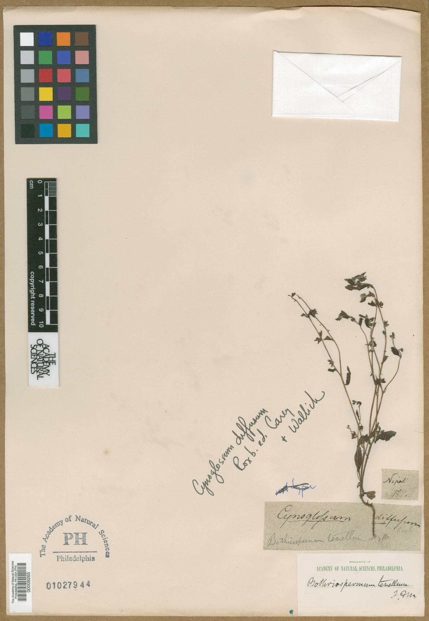 Bothriospermum zeylanicum image