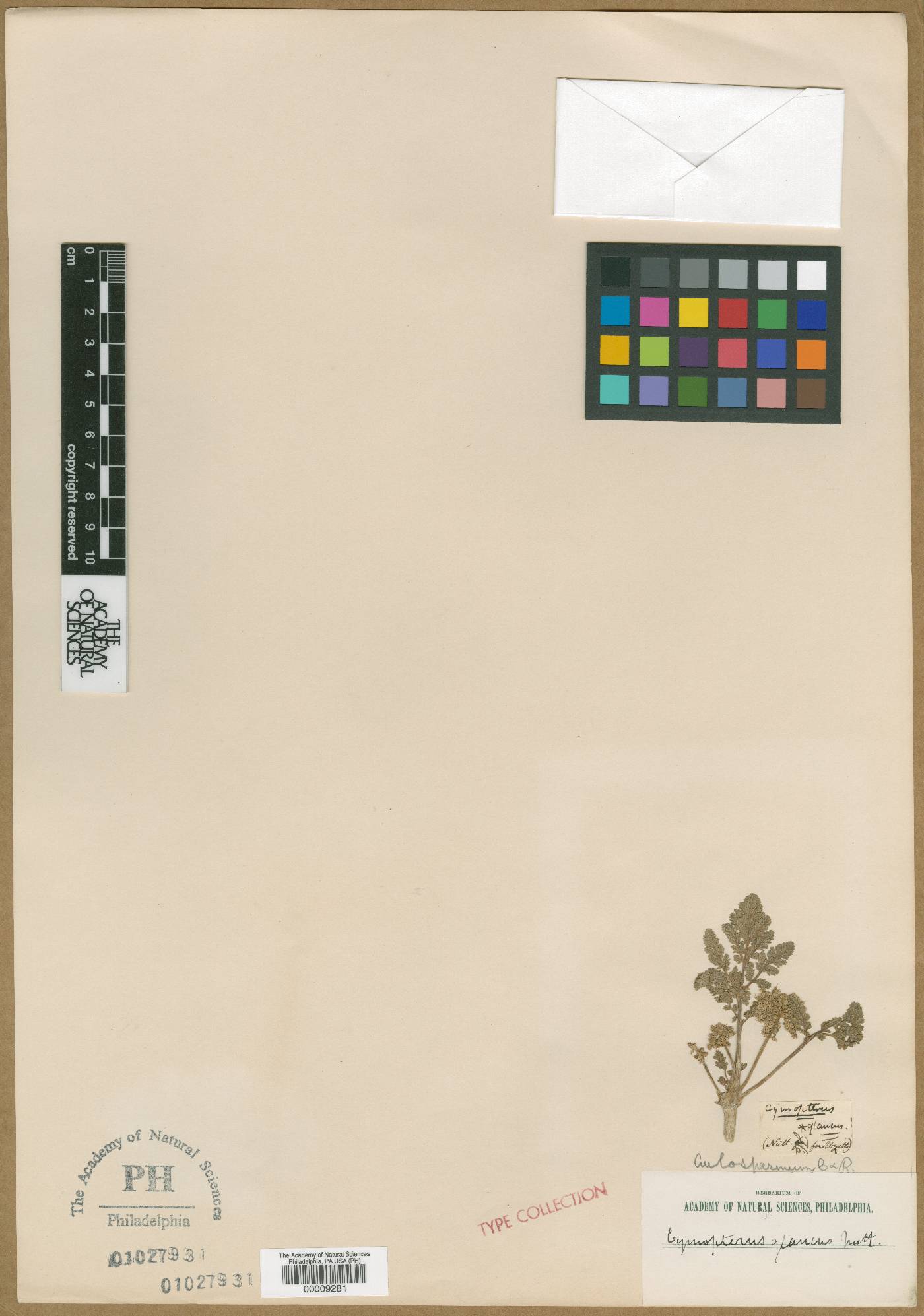 Cymopterus glaucus image