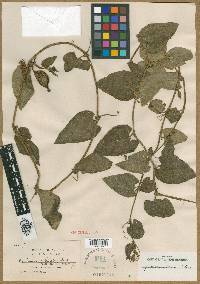 Image of Cyclanthera cordifolia