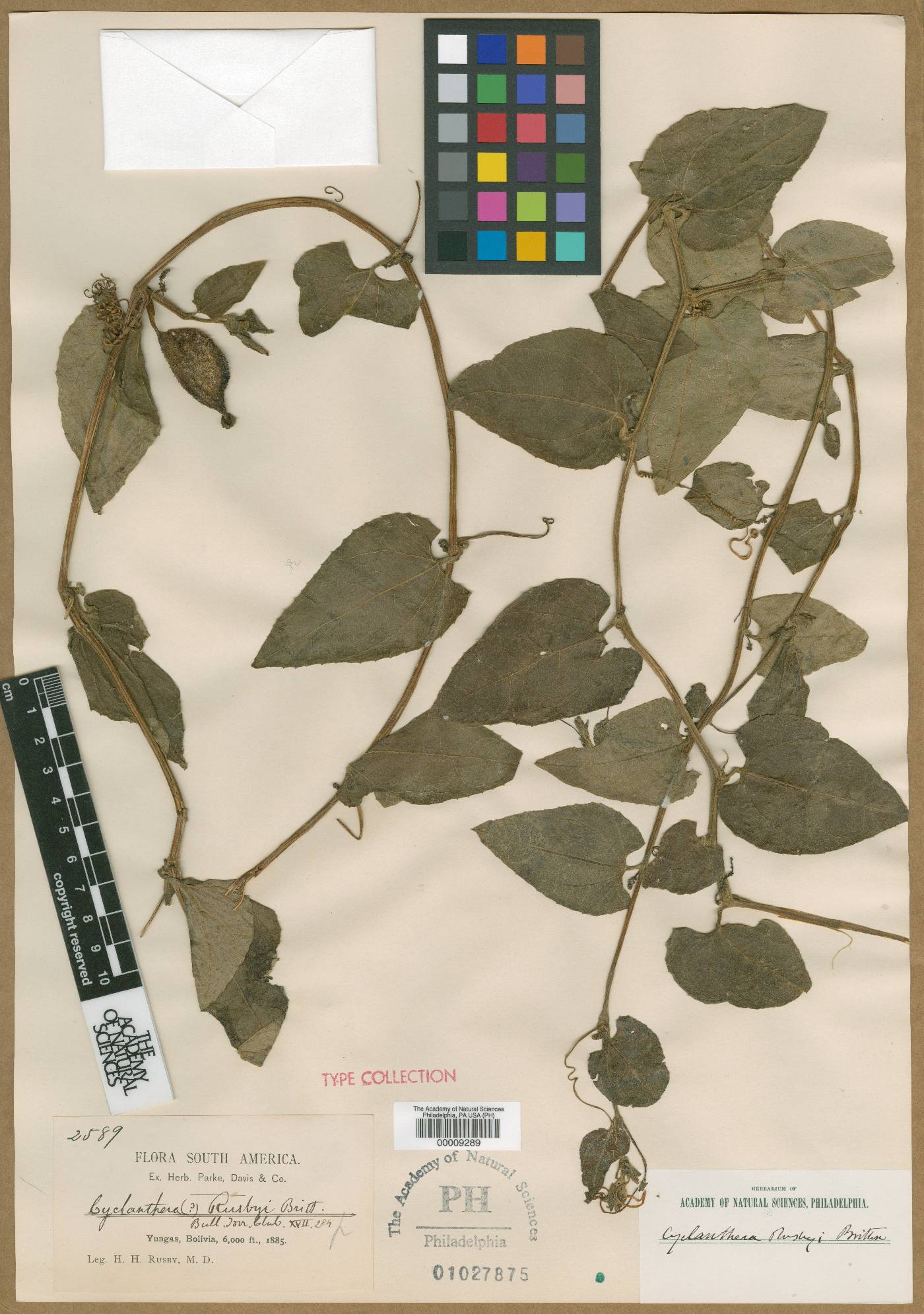 Cyclanthera cordifolia image