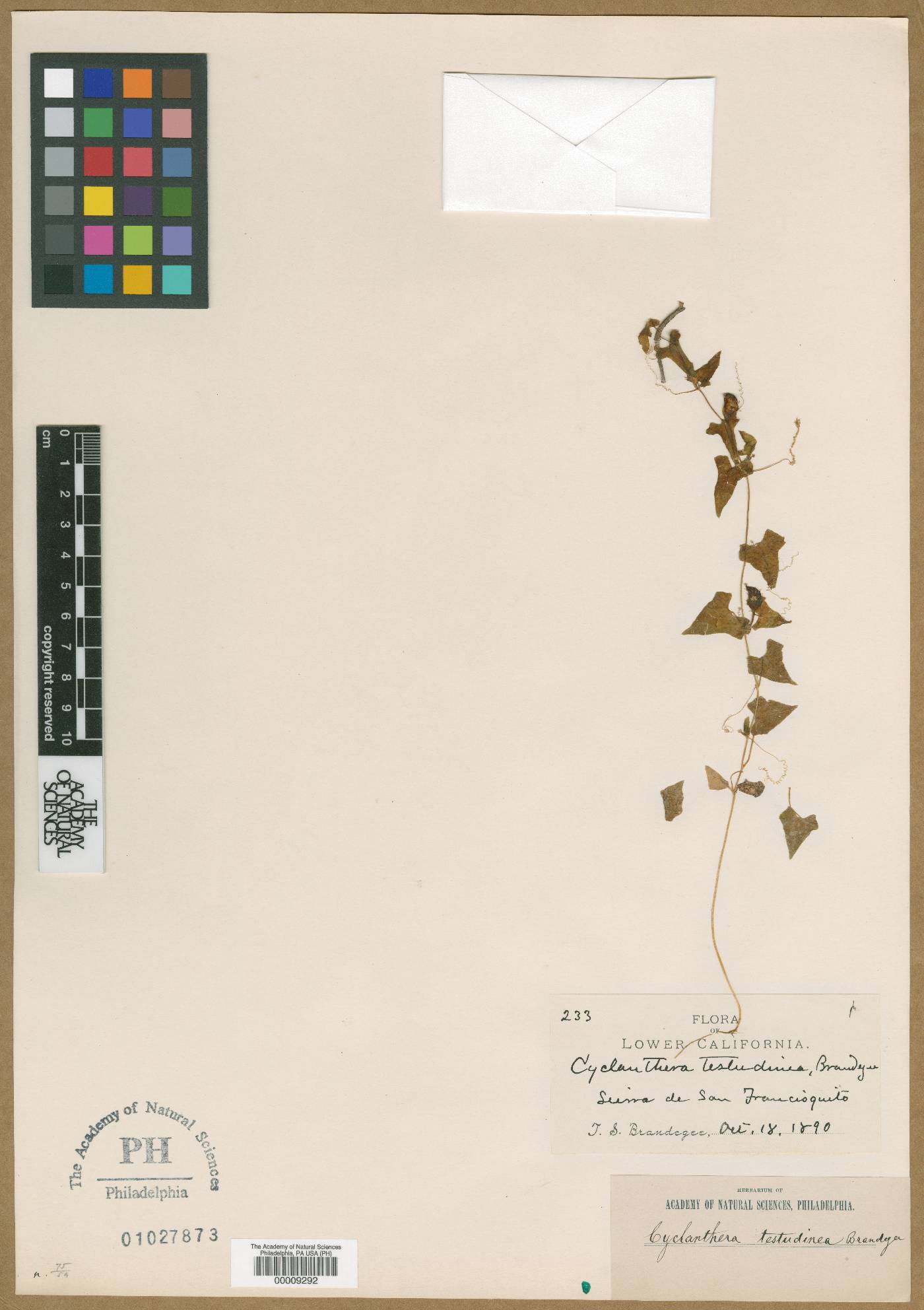 Cyclanthera tamnoides image