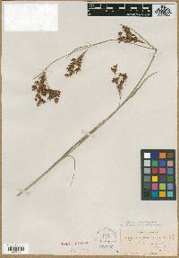 Rhynchospora stipitata image