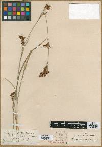 Rhynchospora stipitata image