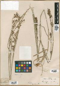 Rhynchospora caduca image