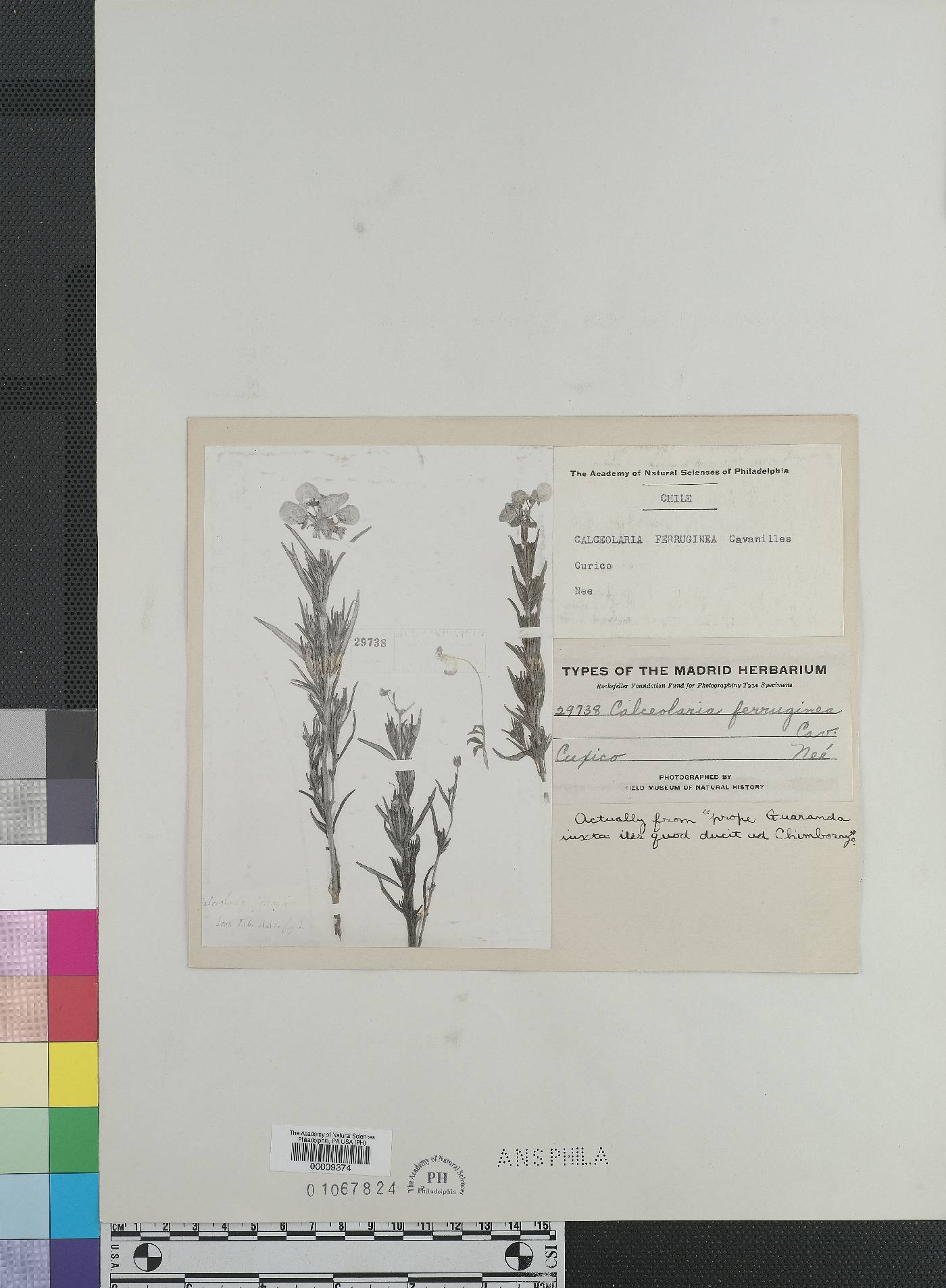 Calceolaria ferruginea image