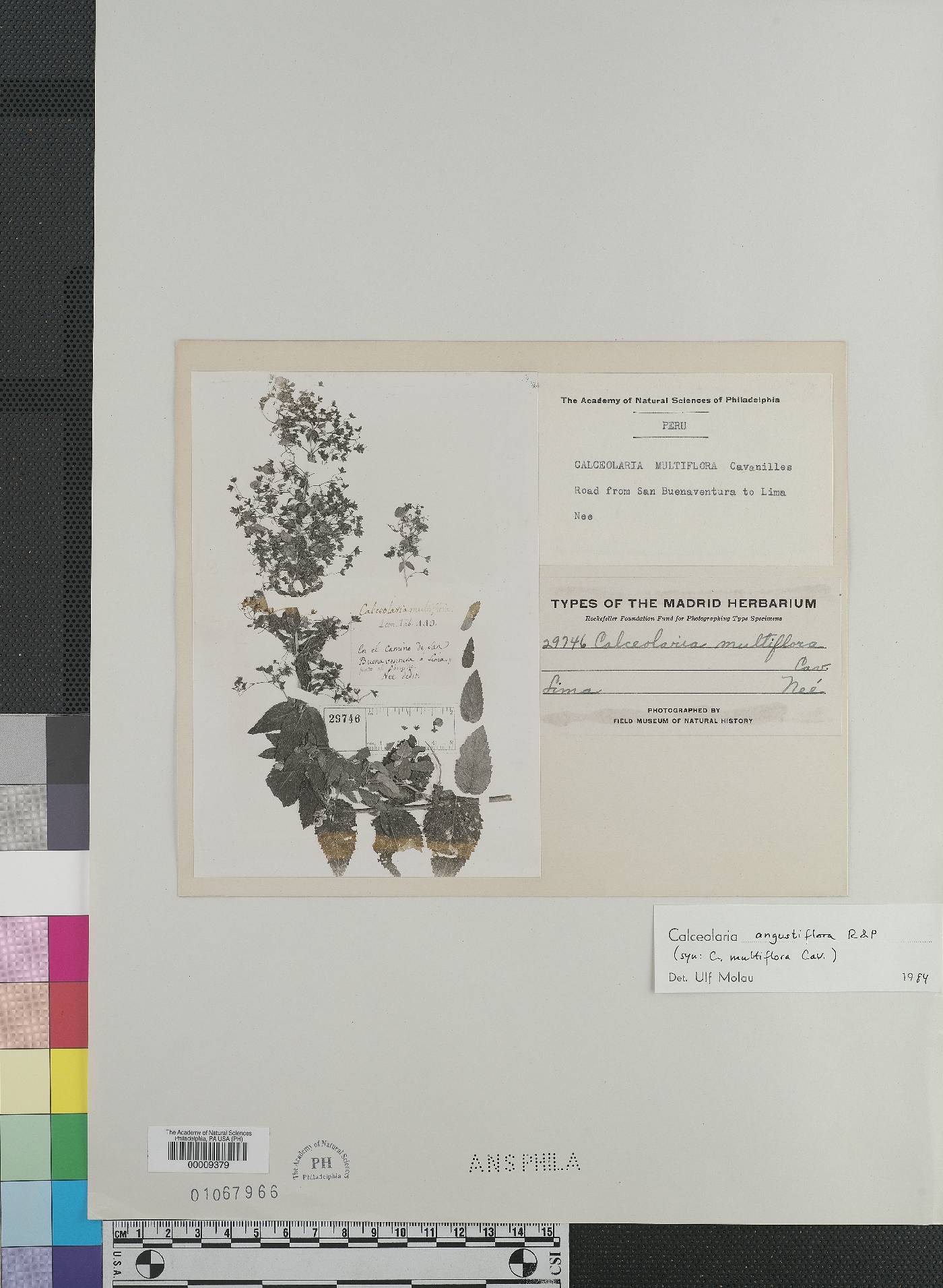 Calceolaria multiflora image
