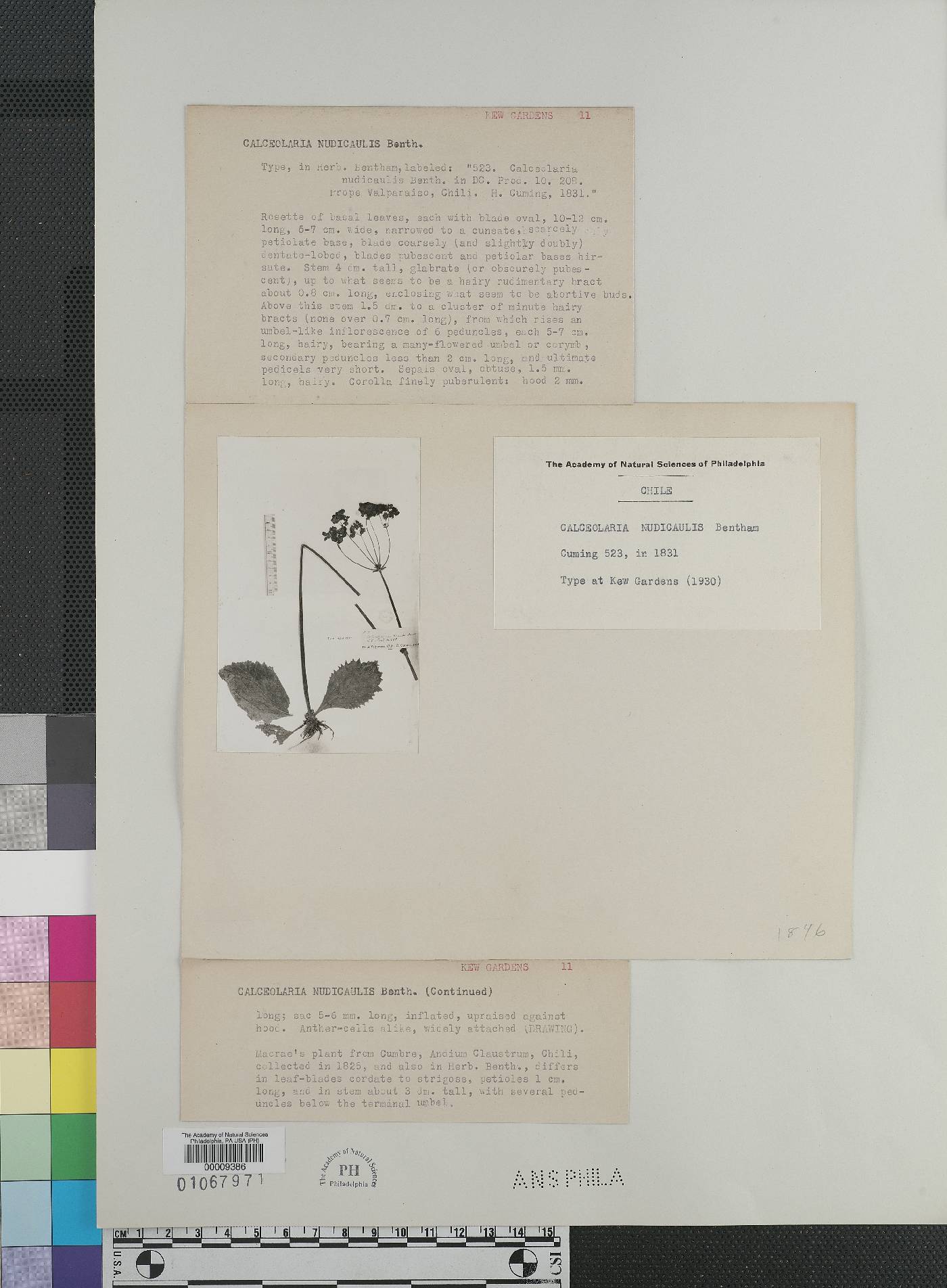 Calceolaria nudicaulis image
