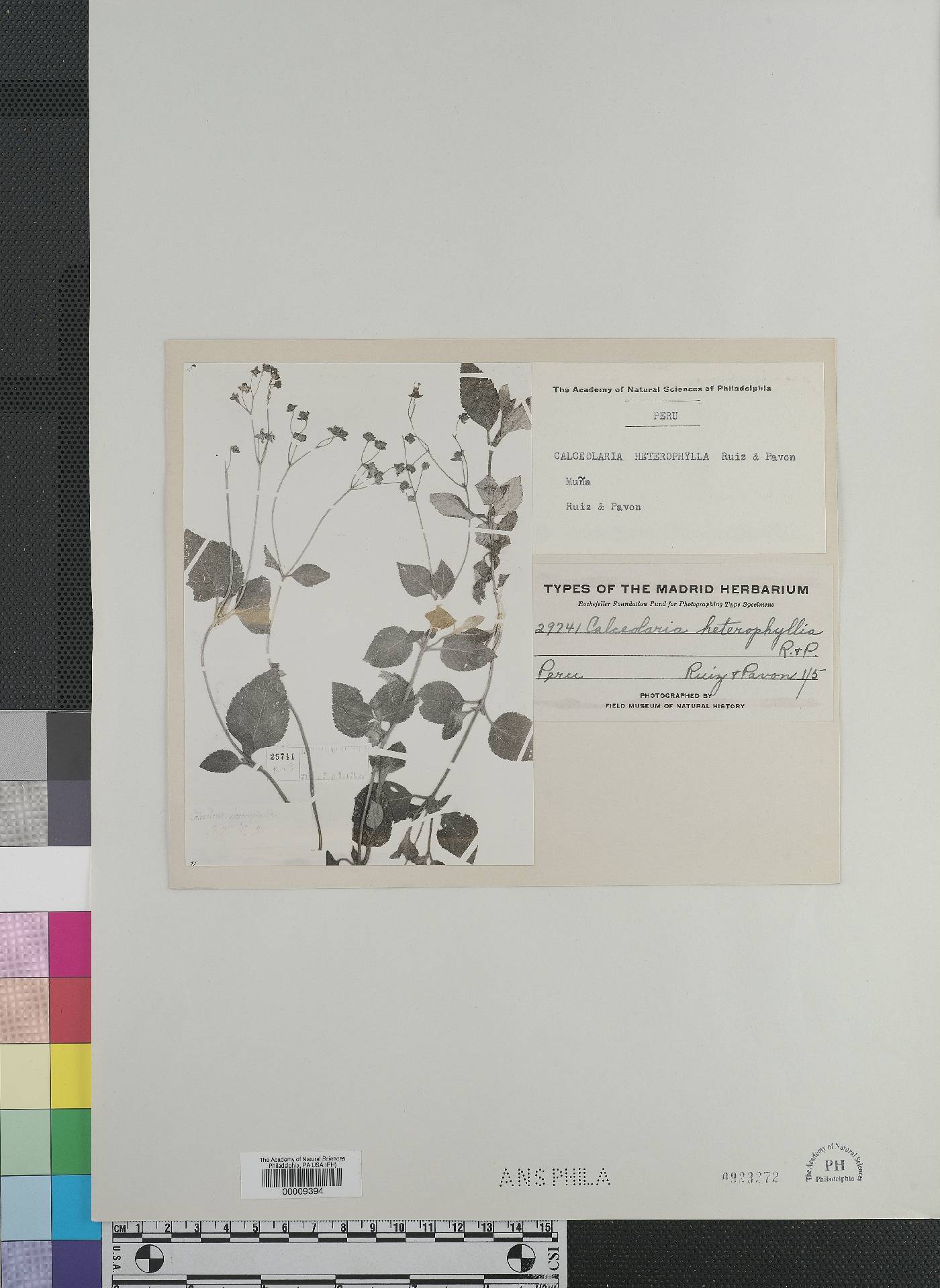 Calceolaria heterophylla image