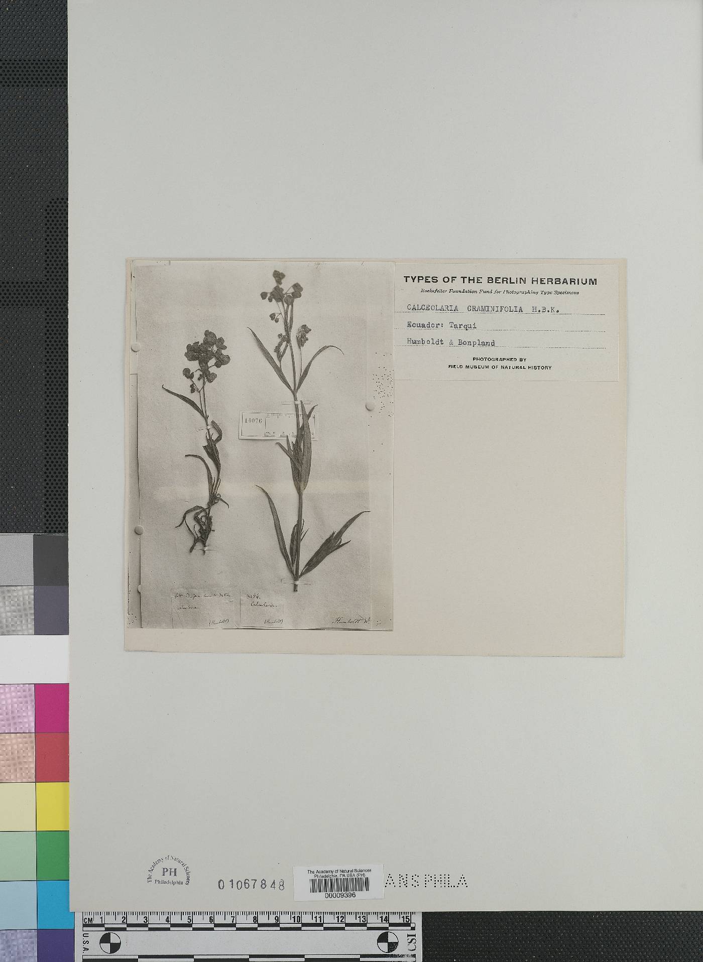 Calceolaria rosmarinifolia image