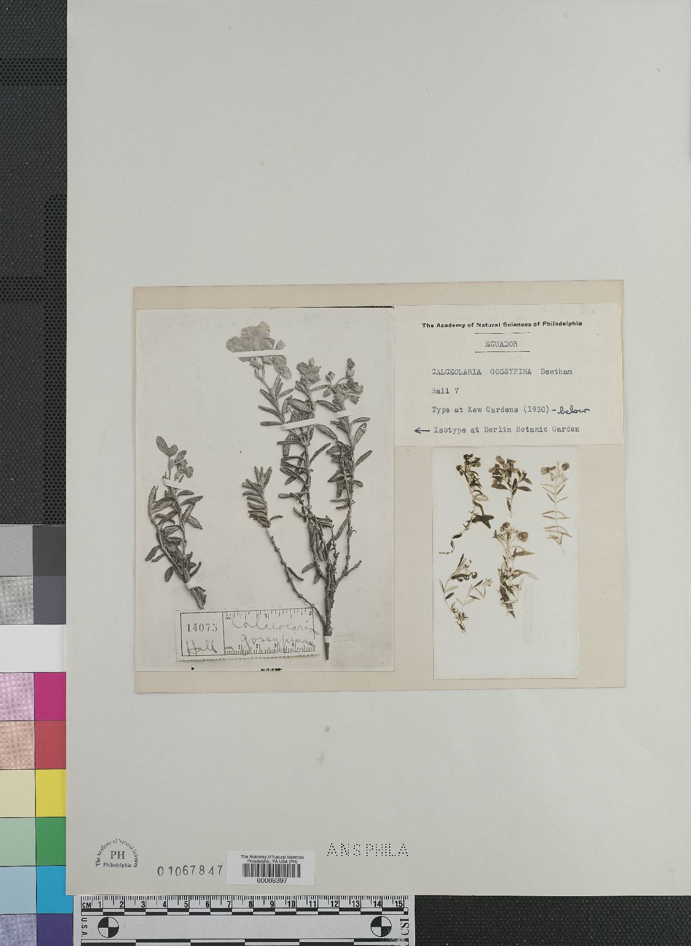 Calceolaria gossypina image