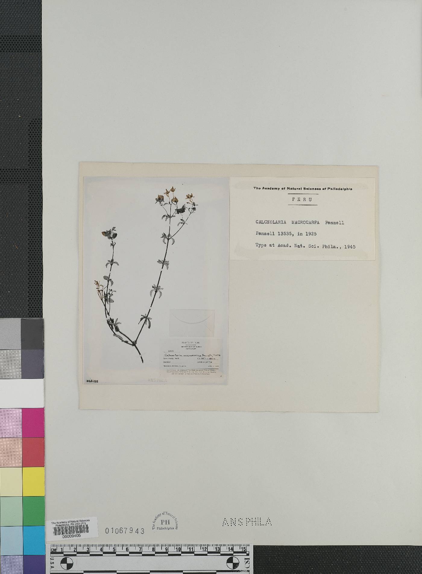 Calceolaria sparsiflora image