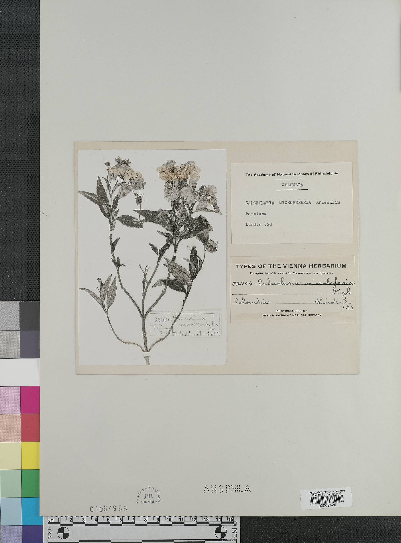 Calceolaria microbefaria image