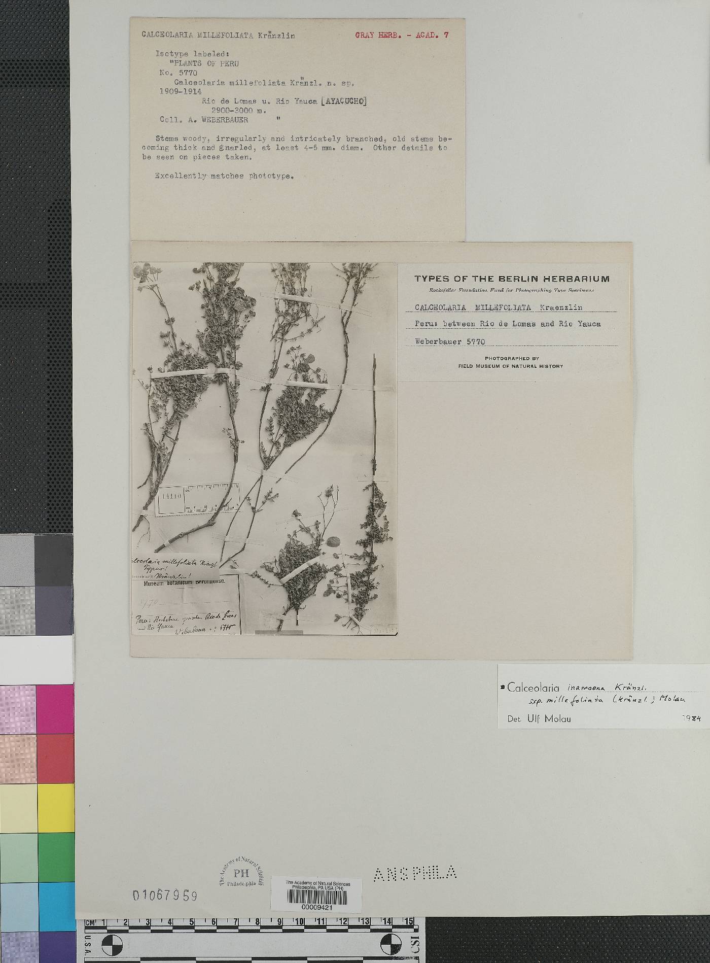 Calceolaria inamoena image