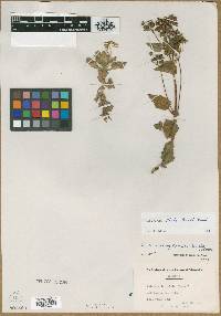 Image of Calceolaria alata