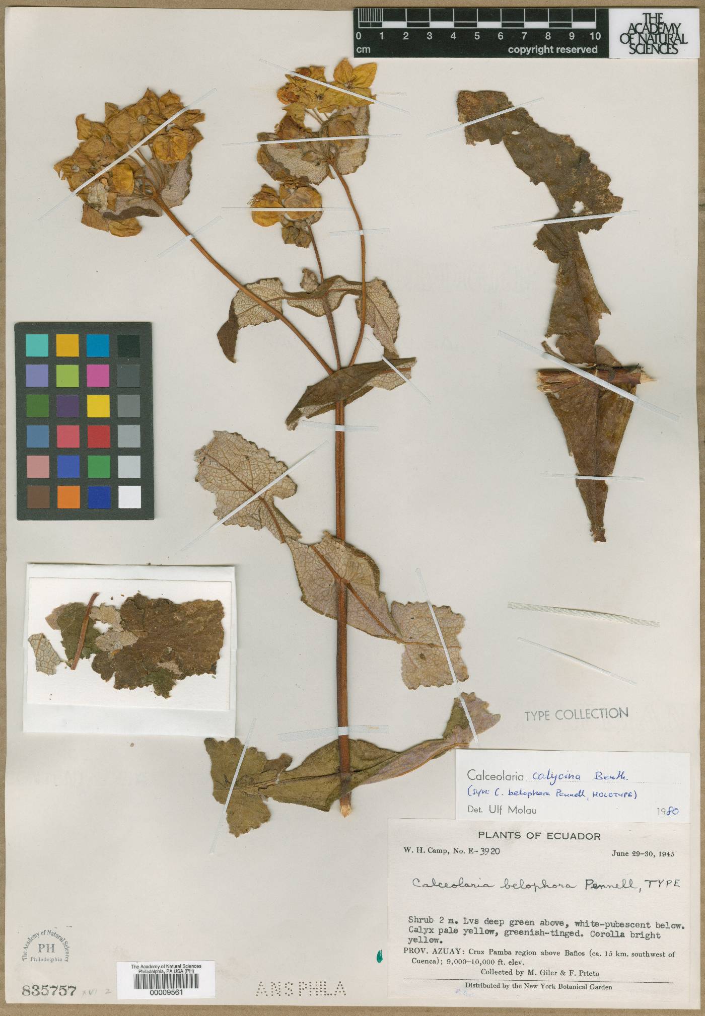 Calceolaria belophora image
