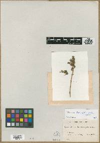 Calceolaria bartsiifolia image