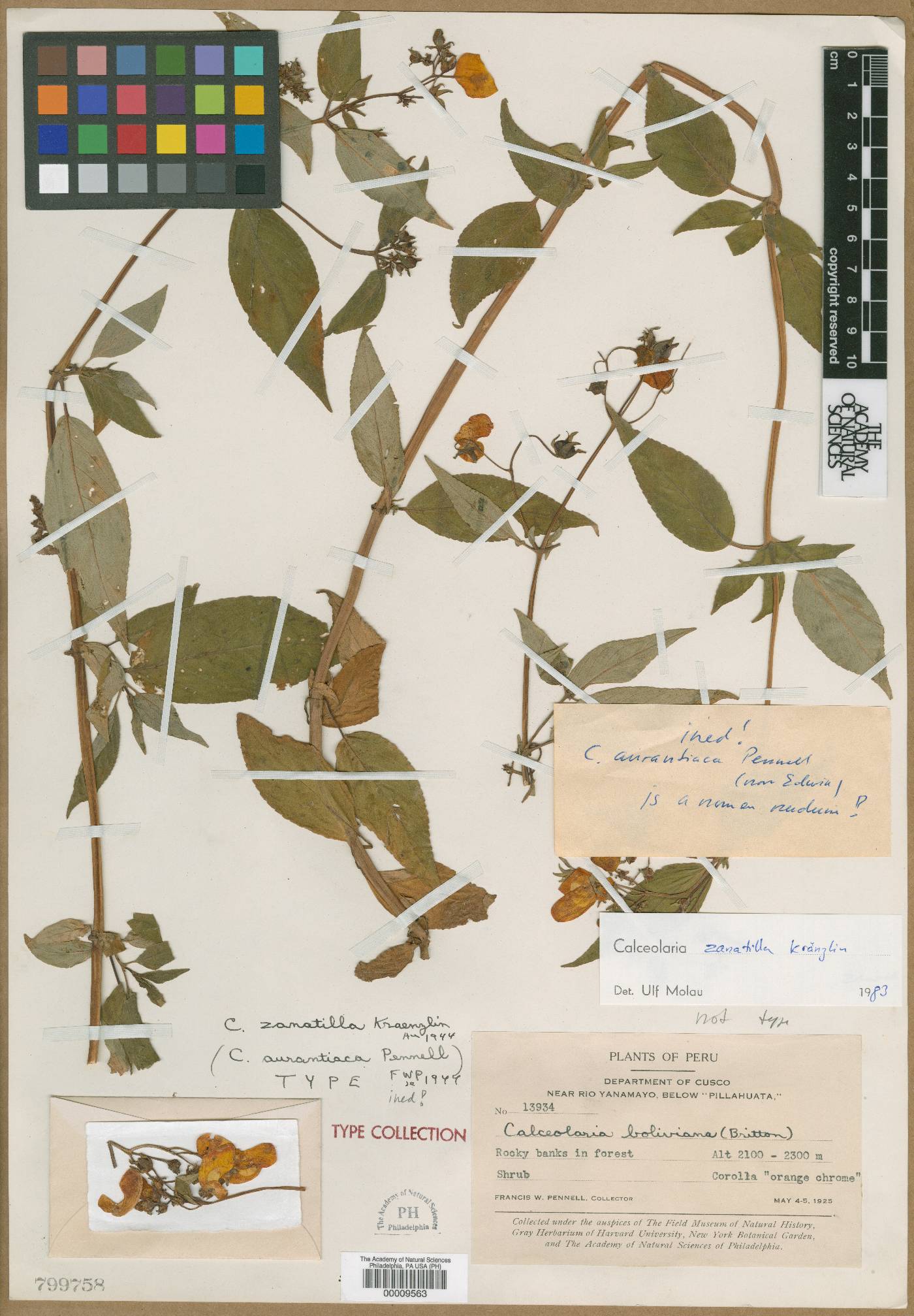 Calceolaria boliviana image