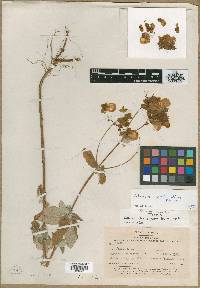 Image of Calceolaria aperta