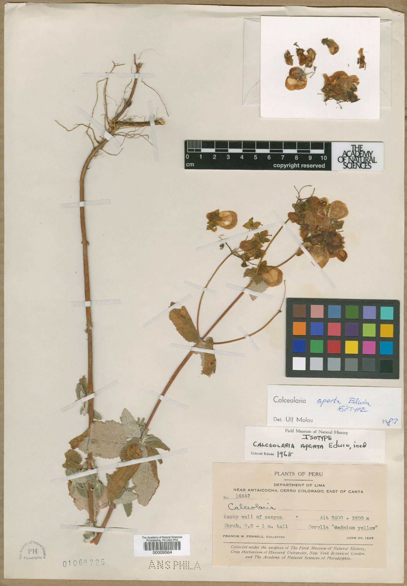 Calceolaria aperta image