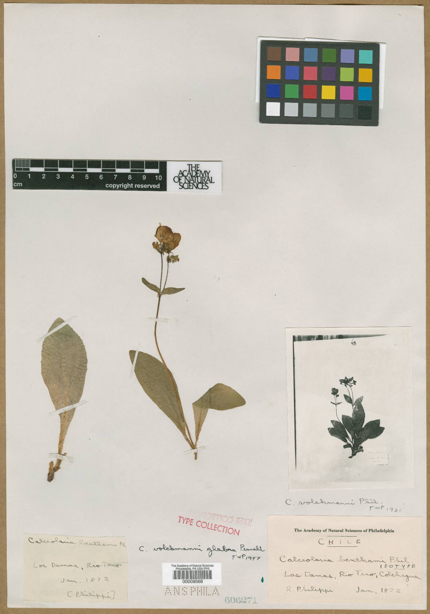Calceolaria volckmannii image