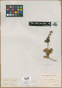 Image of Calceolaria asperula