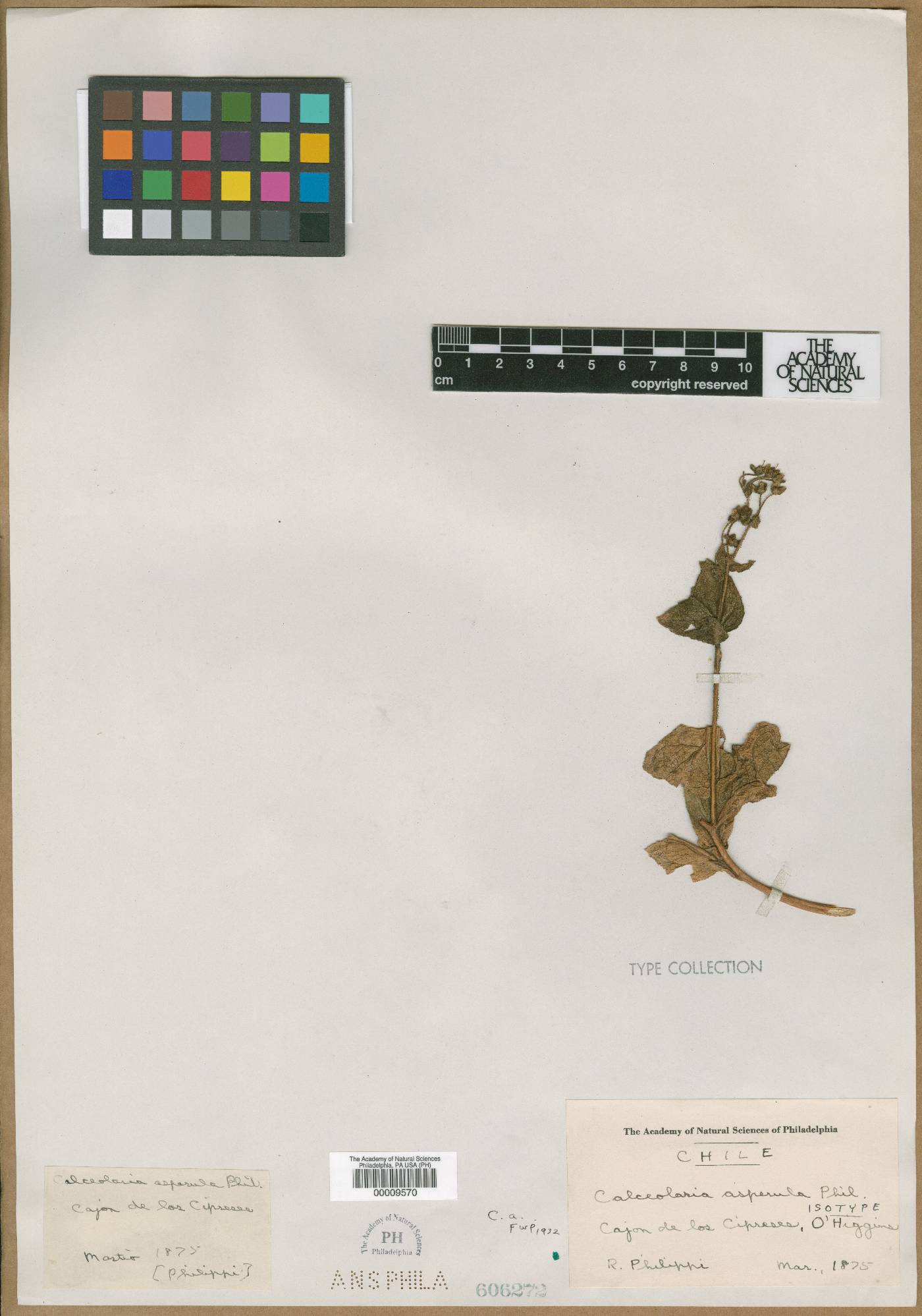Calceolaria asperula image
