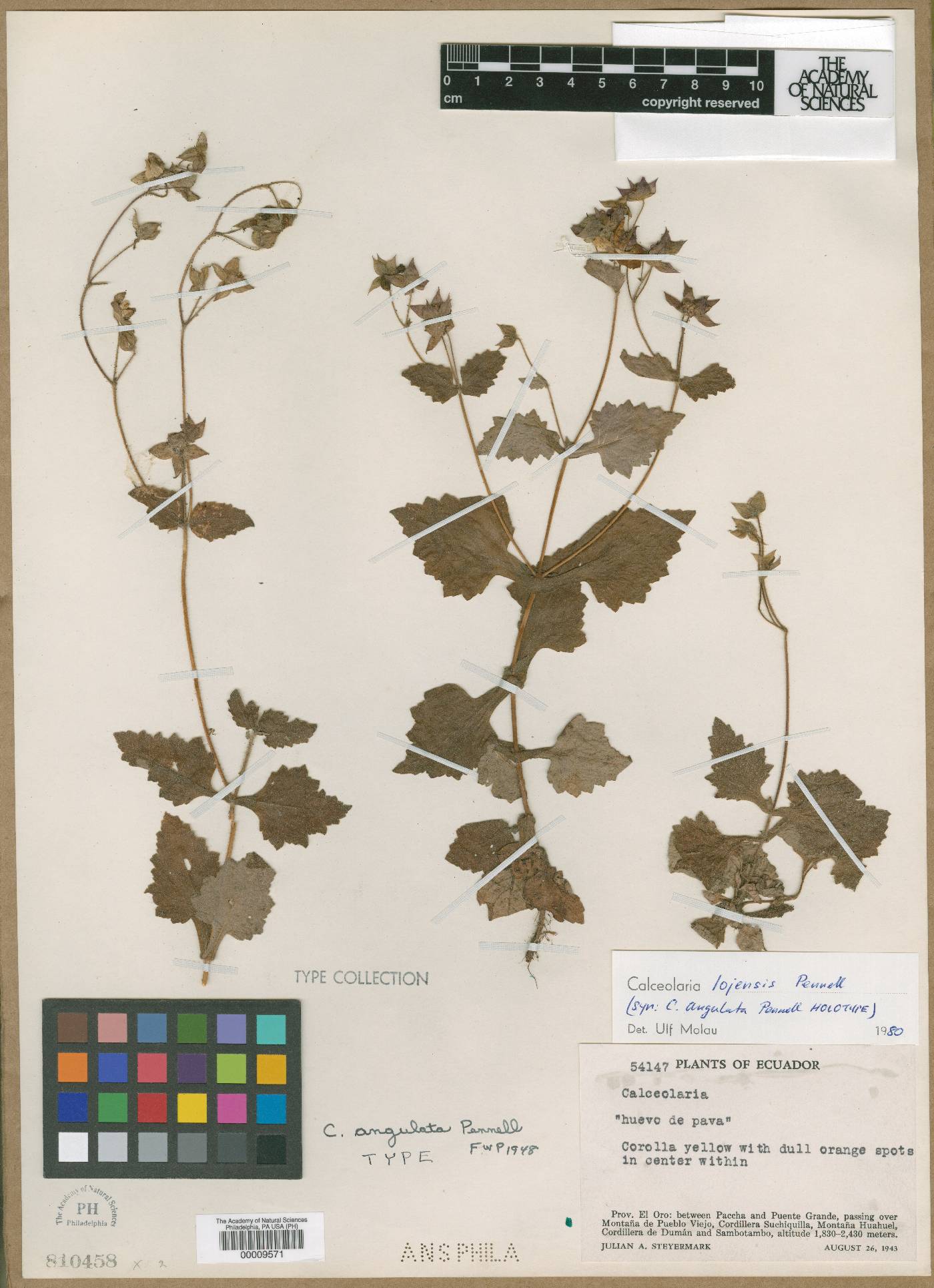 Calceolaria lojensis image