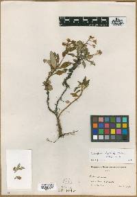 Image of Calceolaria bullata