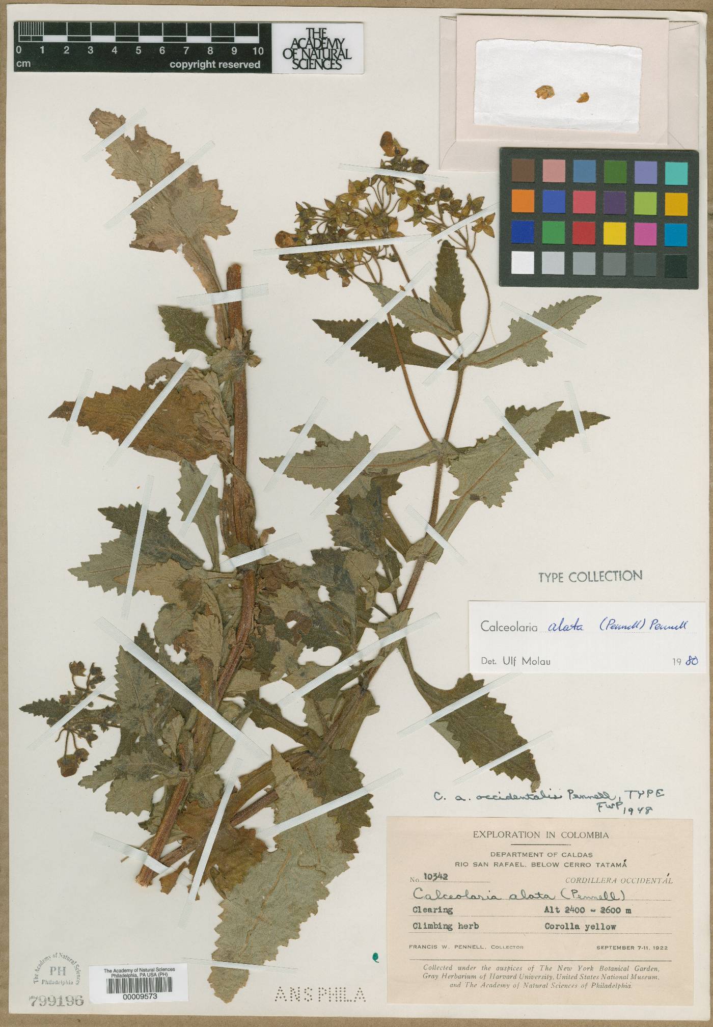 Calceolaria alata image