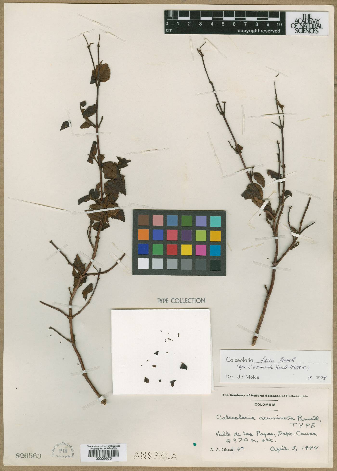 Calceolaria fusca image