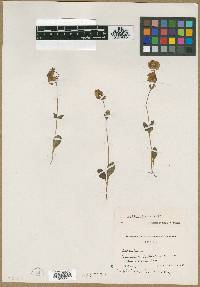Image of Calceolaria bellidifolia