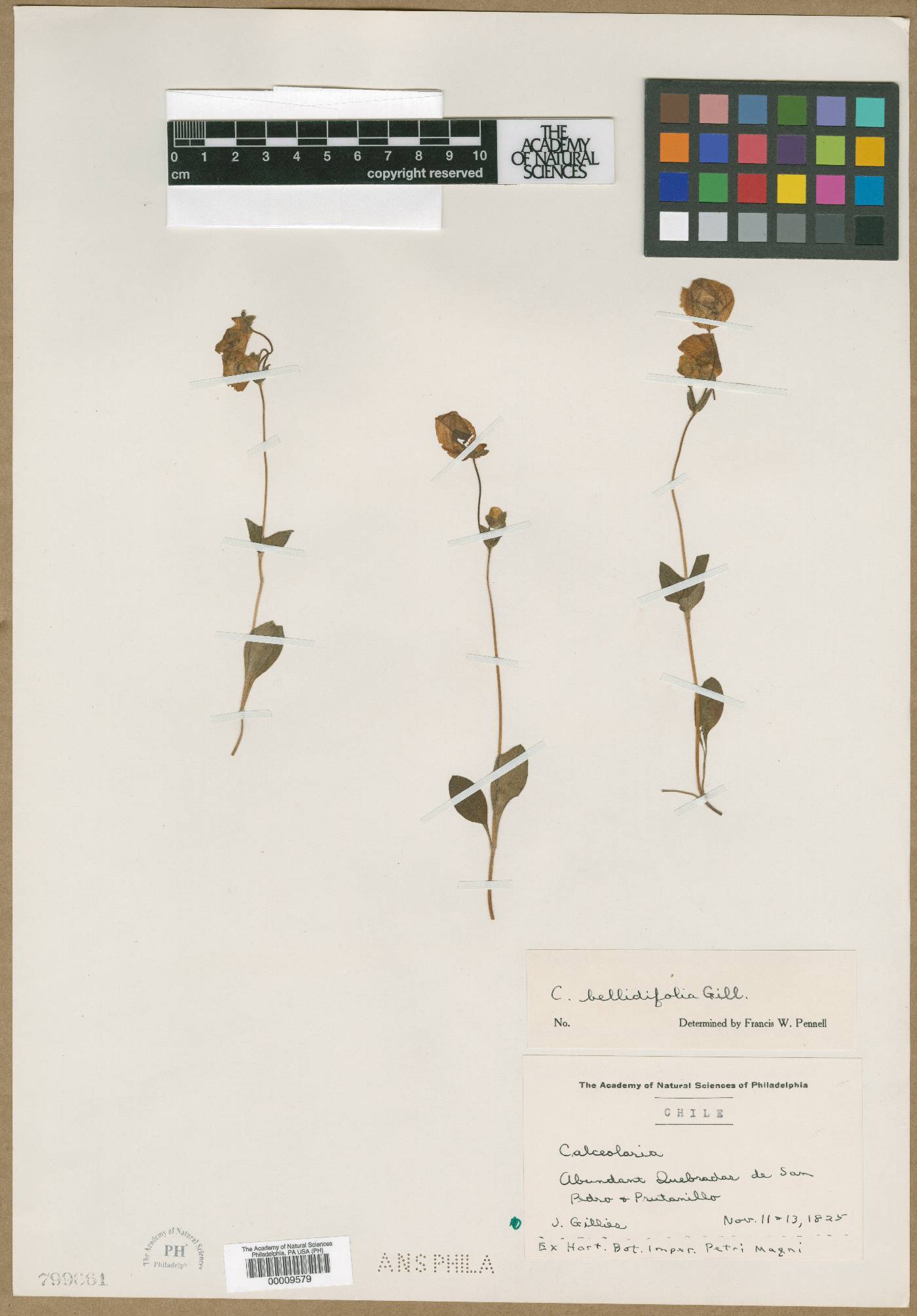 Calceolaria bellidifolia image