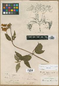 Calceolaria boliviana image