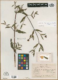 Calceolaria chrysosphaera image
